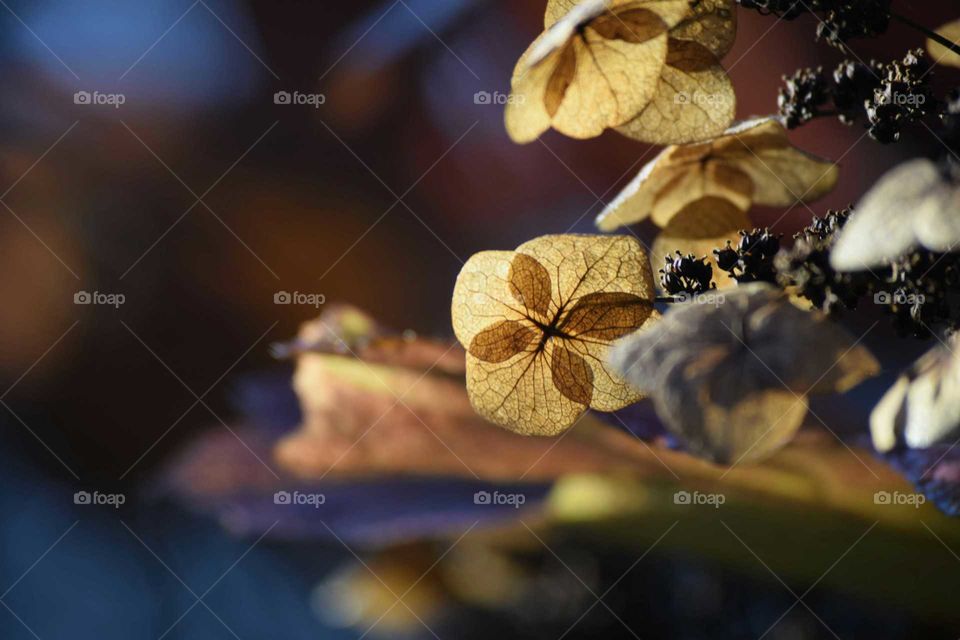 Close-up of autumn seed