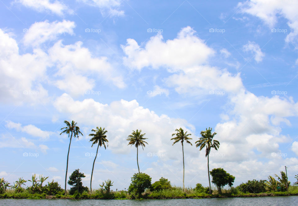 Coconut trees, kuttanadu