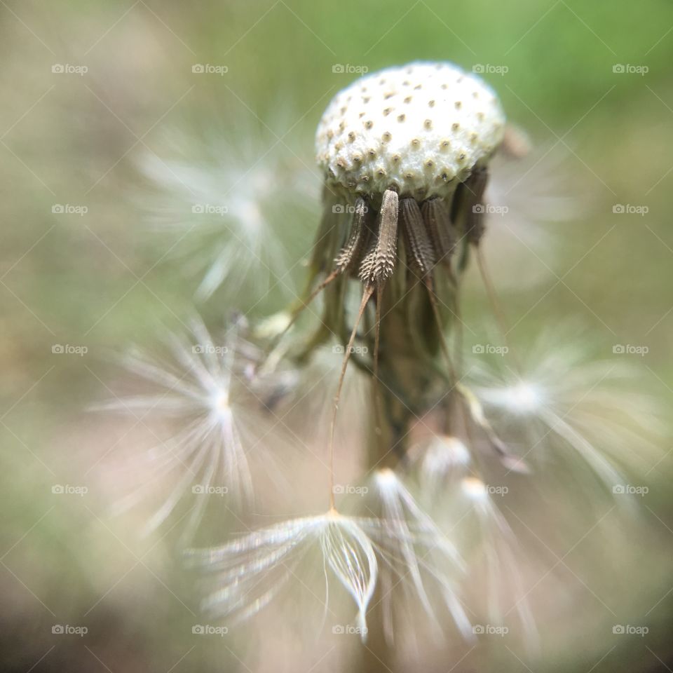 Dandelions