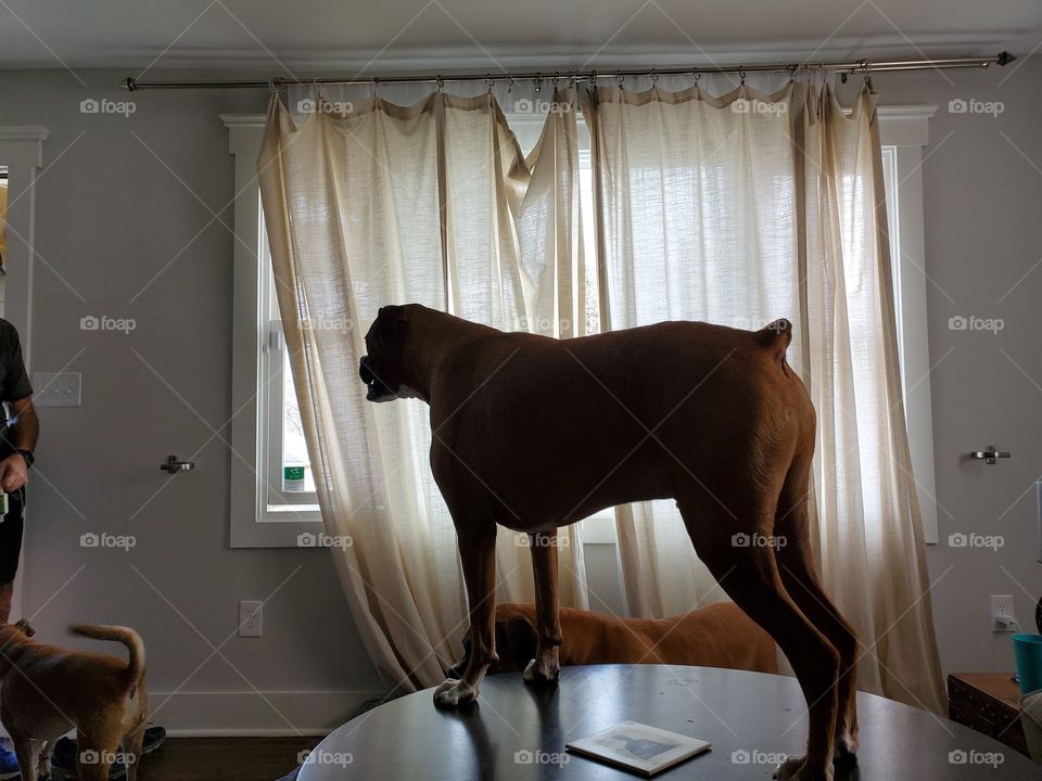 nothing to see here just a boxer on the table