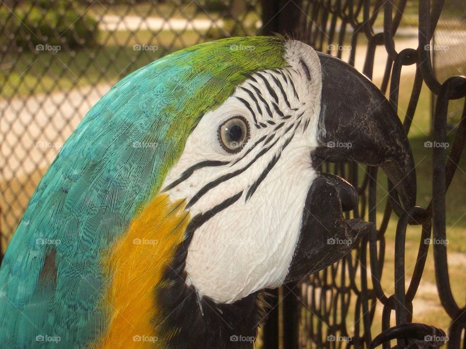 cage animal bird zoo by gnagulf