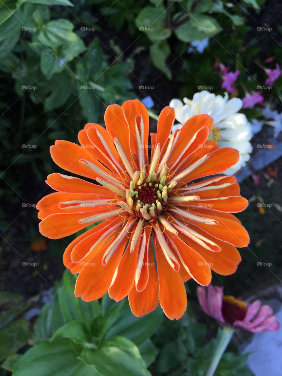 Orange Zinnia