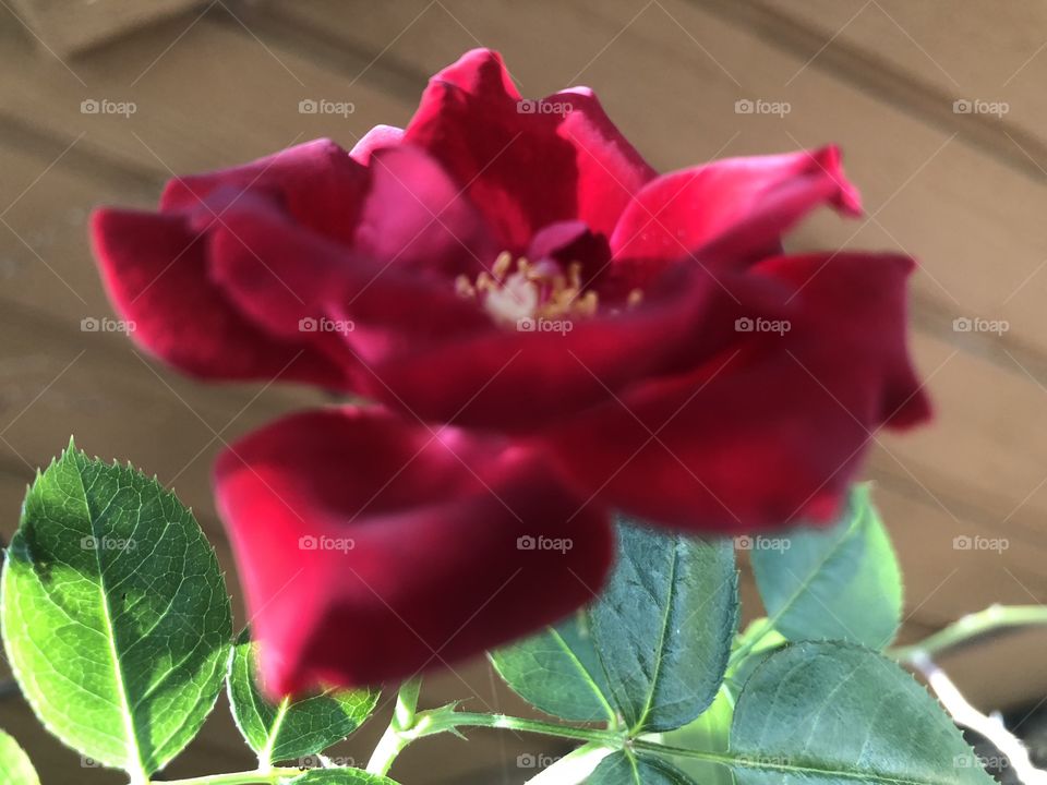 Beautiful rose