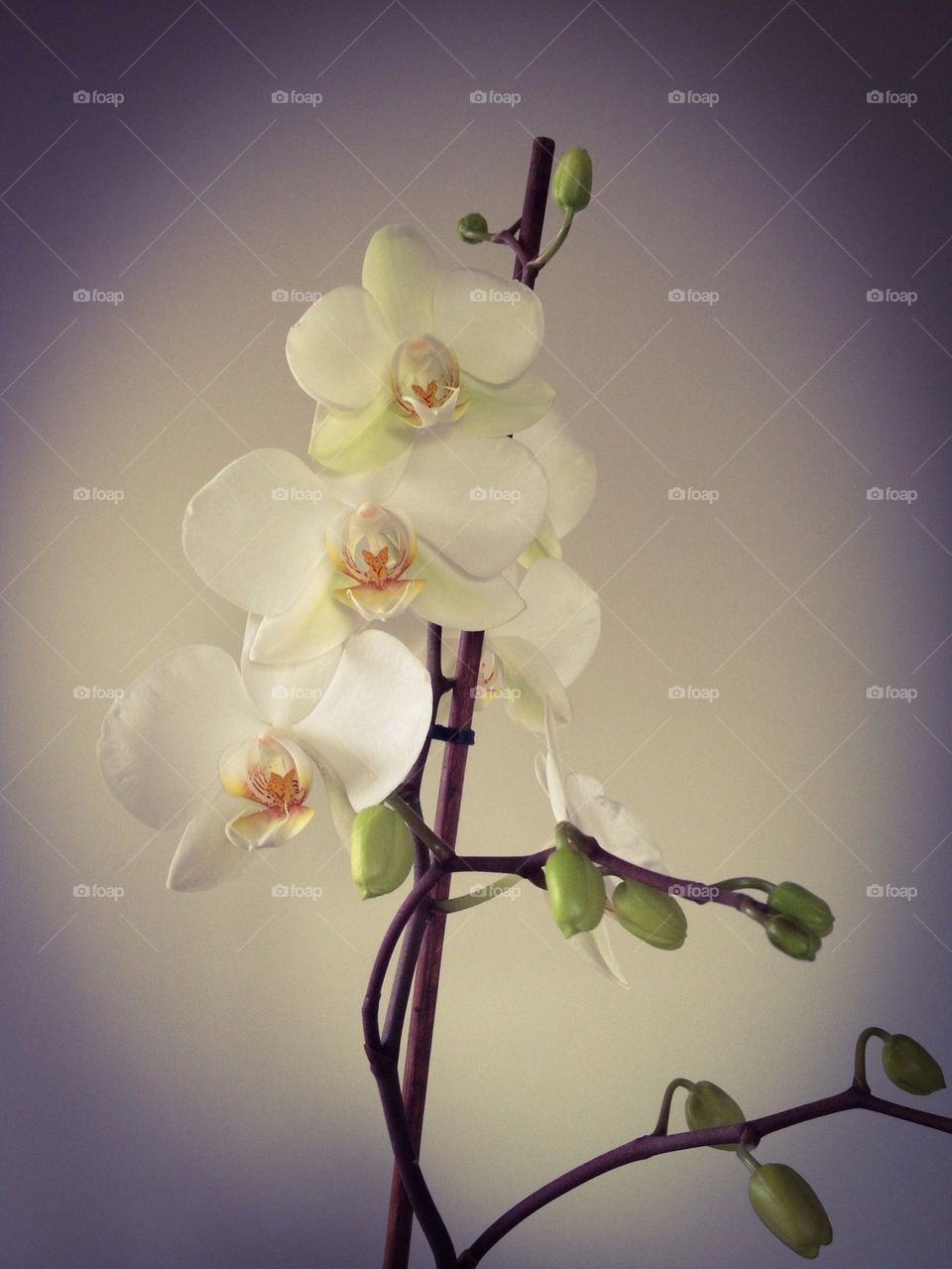 White orchid 4