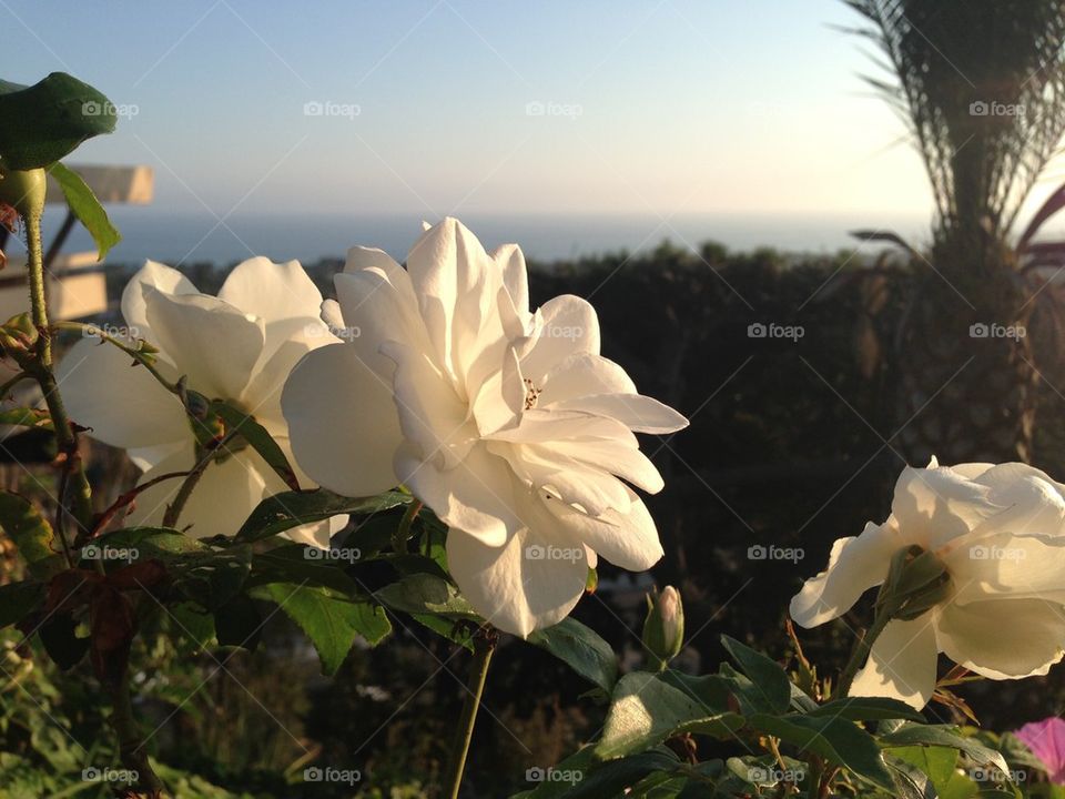 ocean sky green nature by itsAus