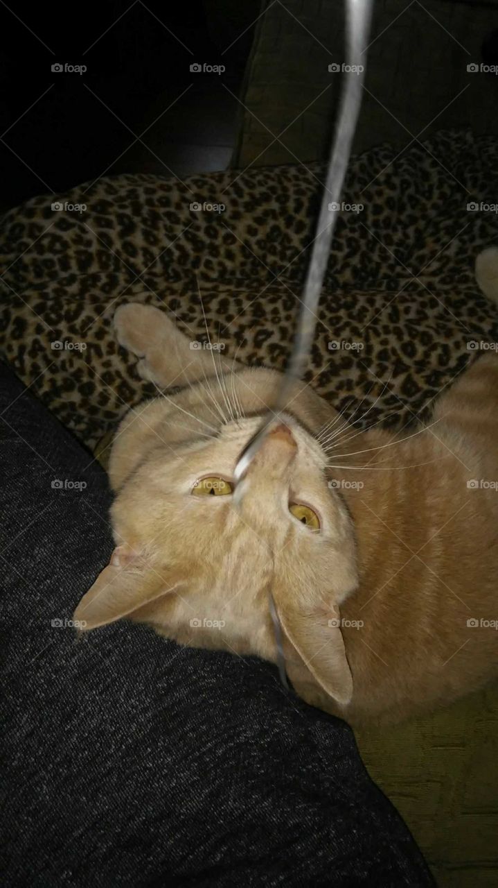 playful kitty's. cats just want to play!