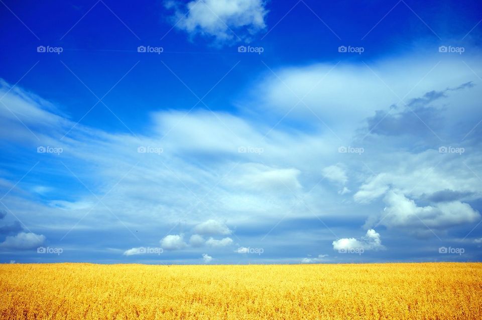 A field of golden crops under a blue sky.