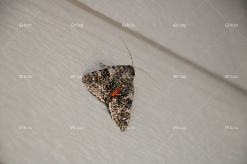 Catacola junctura moth