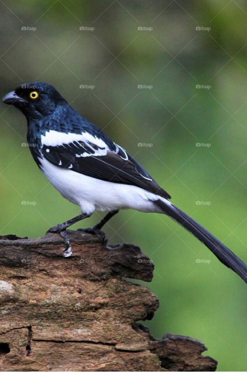 Brazilian sweet bird