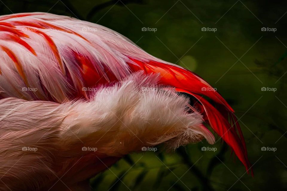 Bird: Flamingo