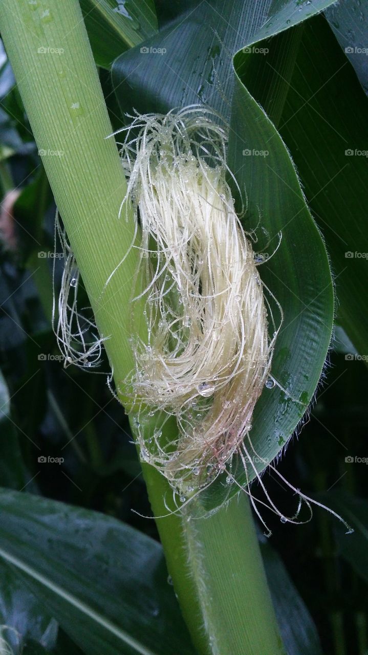 blonde spaghetti corn silk after rain water droplets
