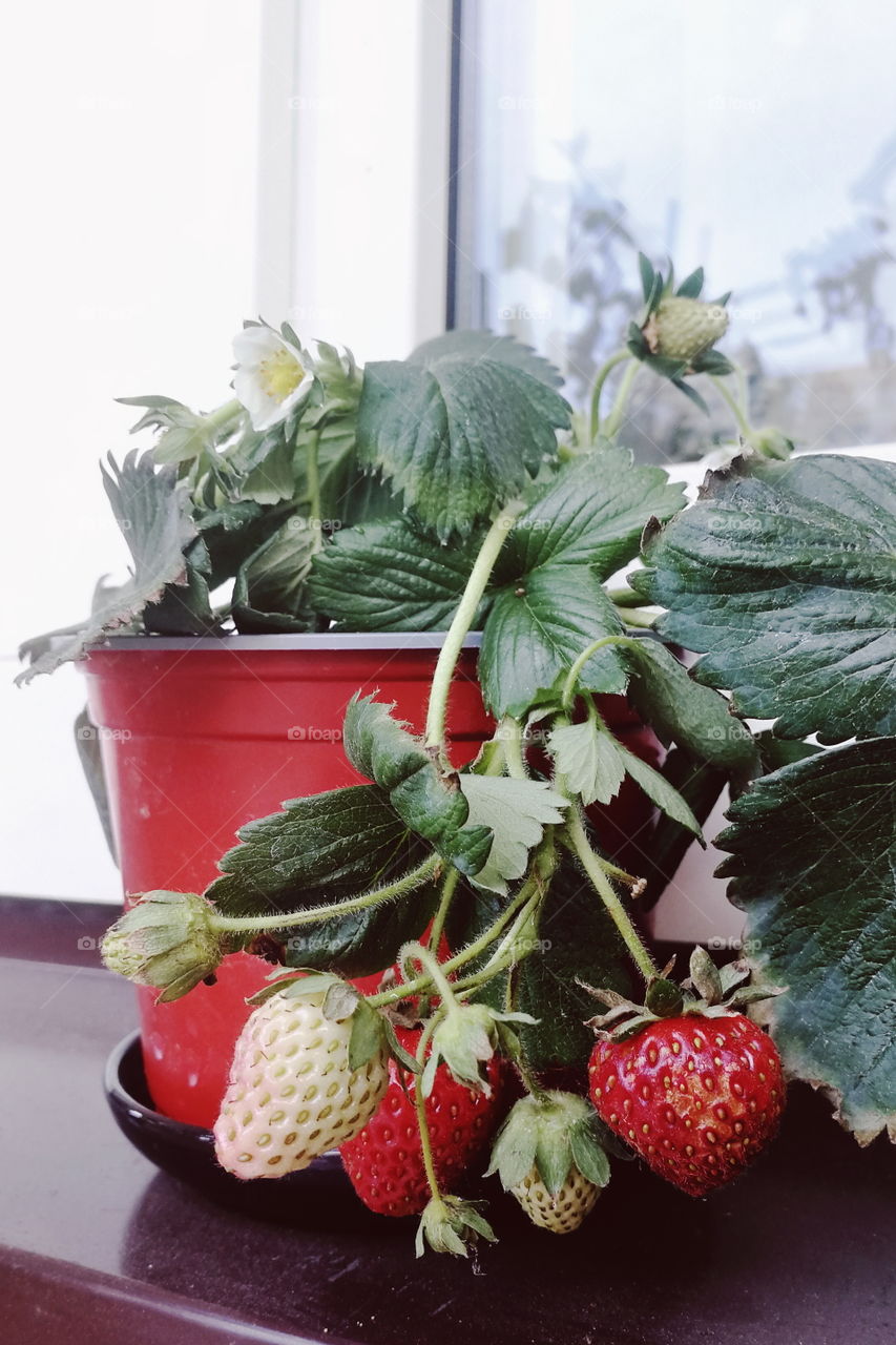 Pot with strawberries