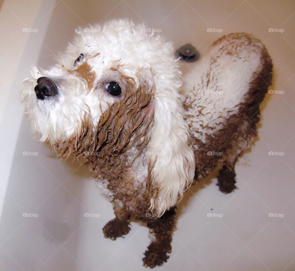 Dirty dog