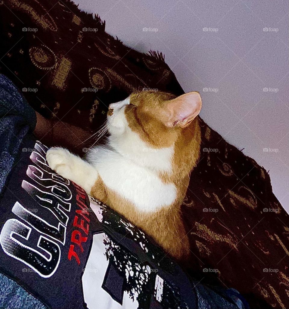 You find the relief in fluffy animals…