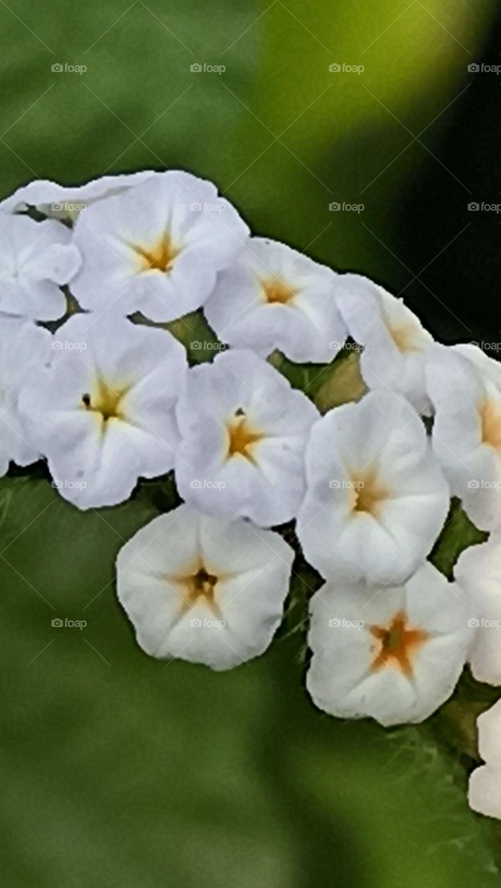 captured📸 complementry colours