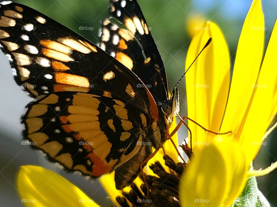 Closeup of a sunflower patch butterfly feeding on a sunflower while being brightly illuminated by the sun.