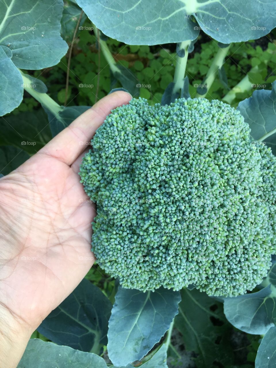 Broccoli from the home garden 
