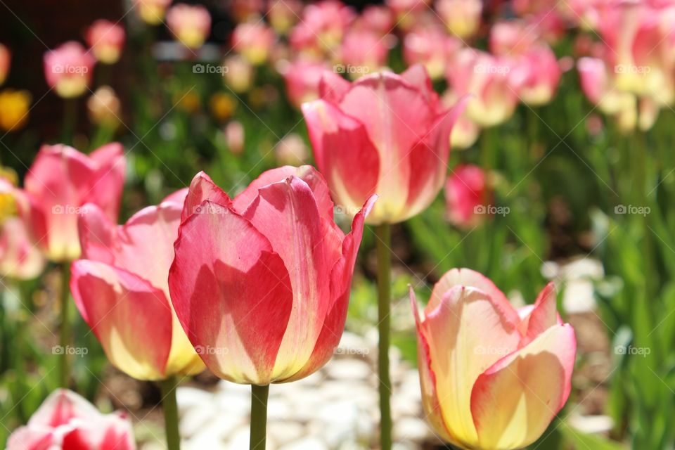 Tulip flowers in a close shot.