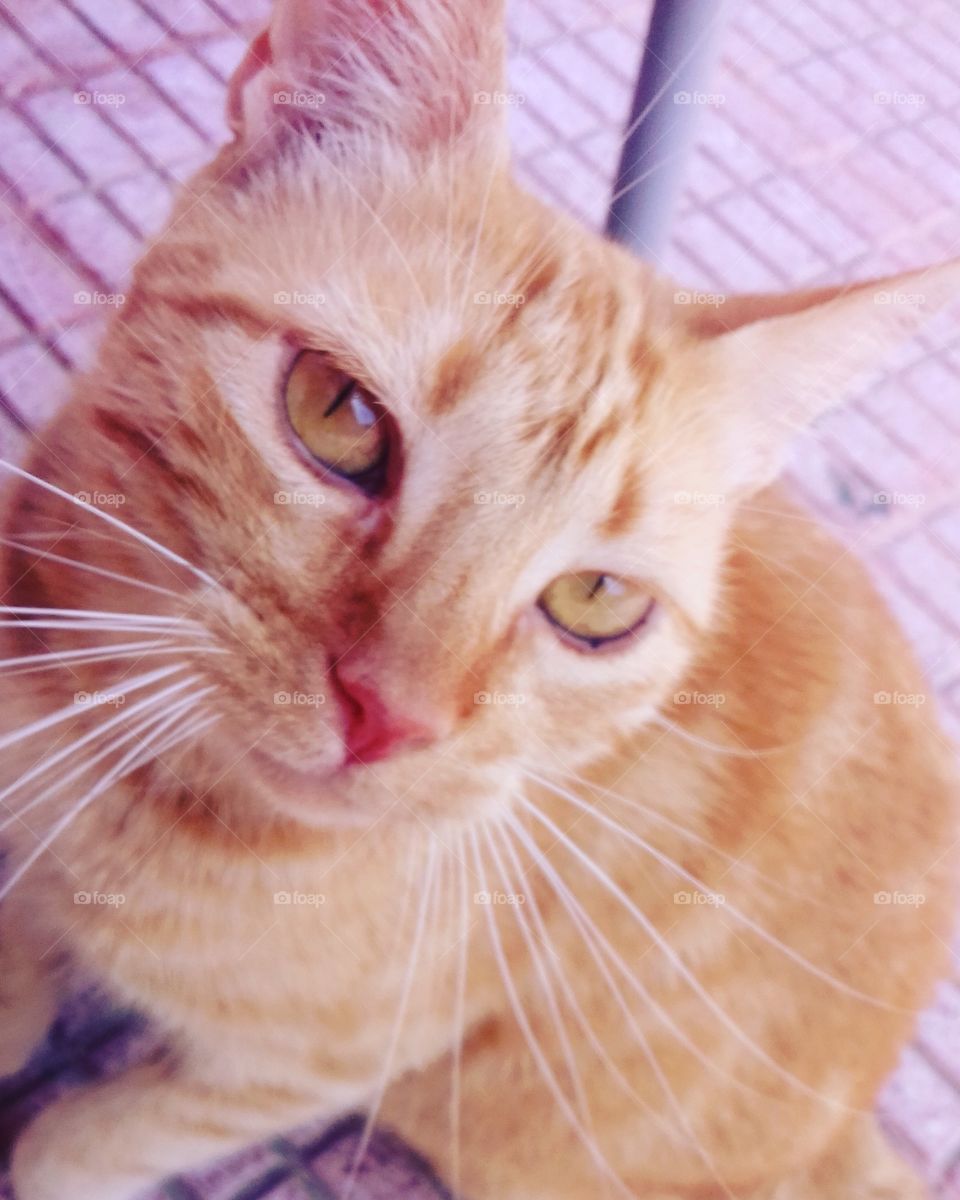 Sofi the cat says Meow