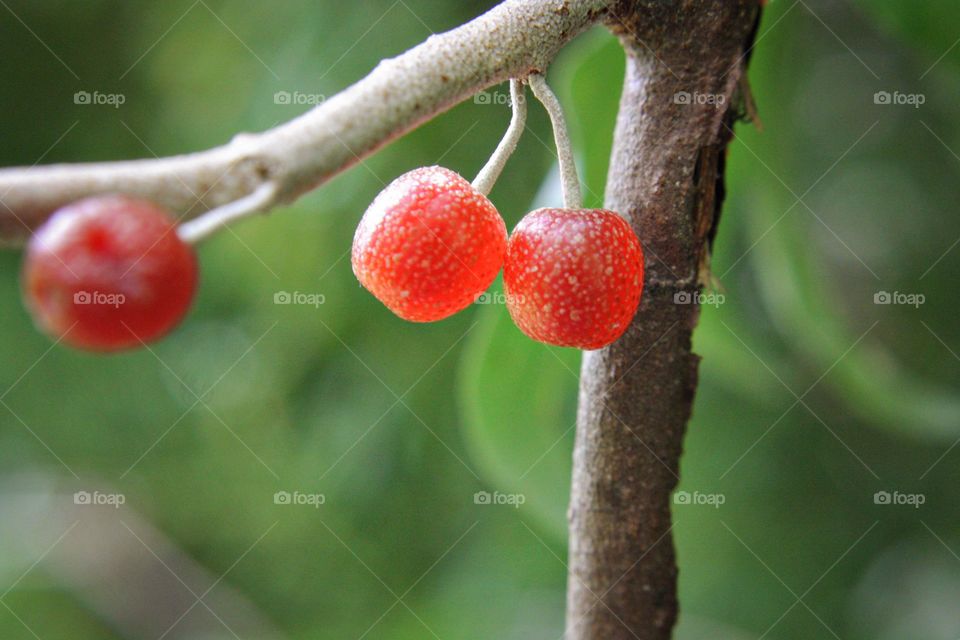 Red Berries green fresh blossom bloom blooming springtime Tinny food