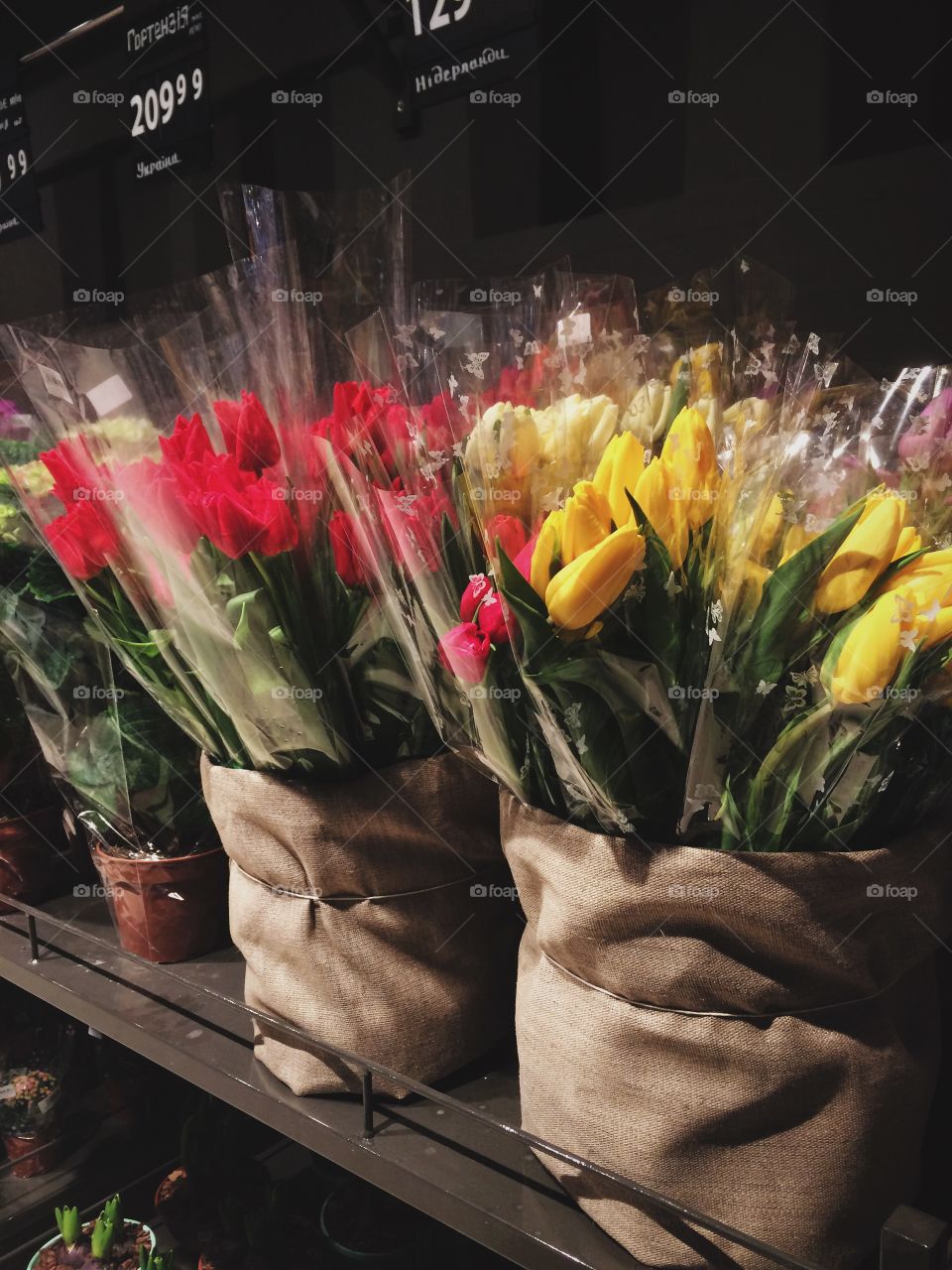 View of flowers in bloom