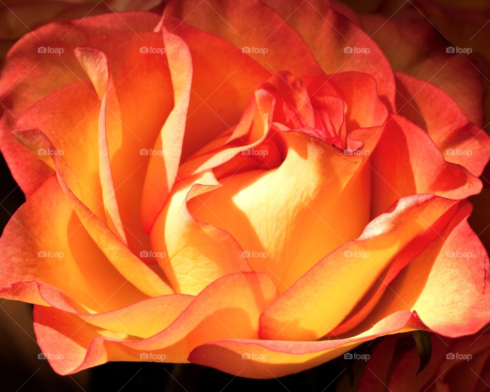 Closeup of a beautiful orange rose