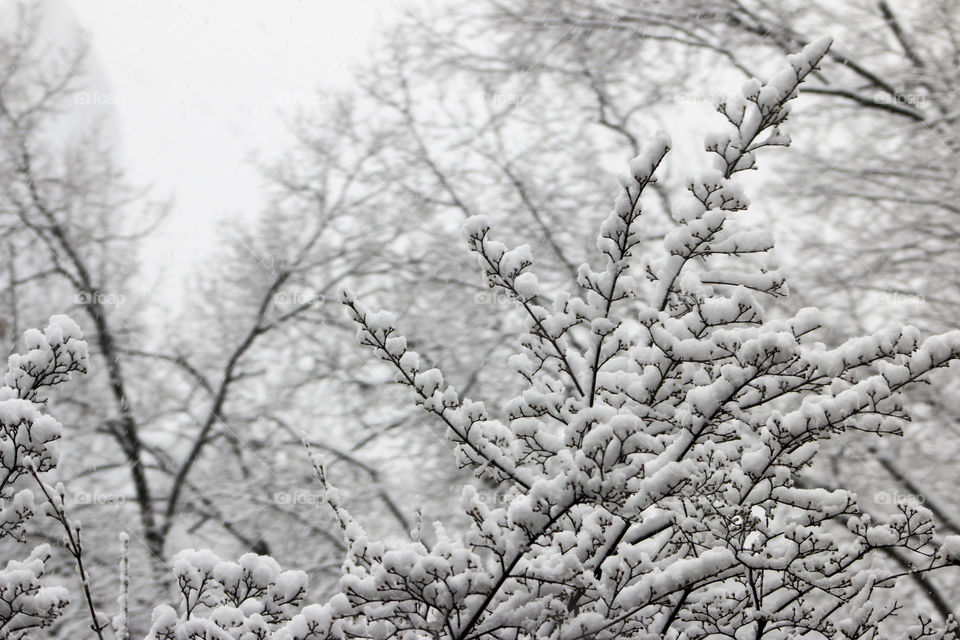 Close-up of snowy branch