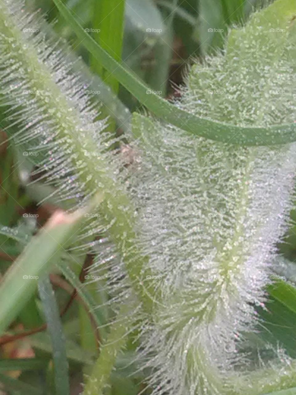 This is a very good and very informative on nechuraly seen.