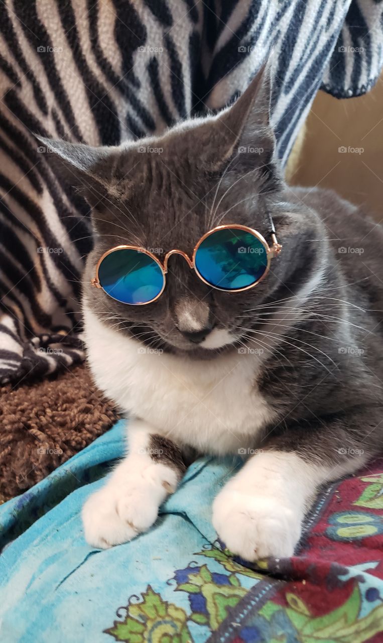 One Extremly COOL cat (Mollie being cool)