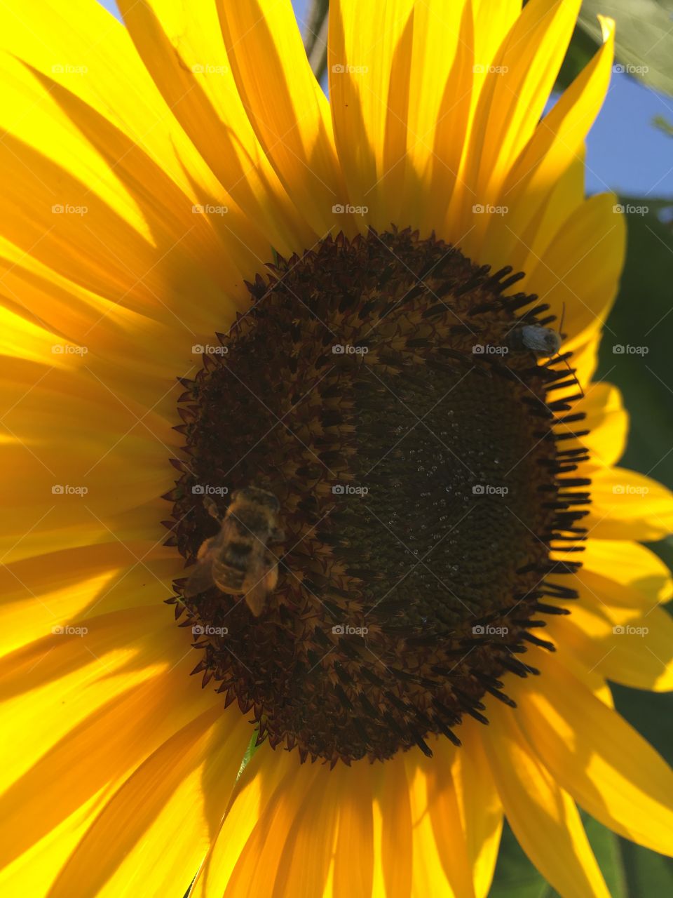 Sunflower closeup with honey bee