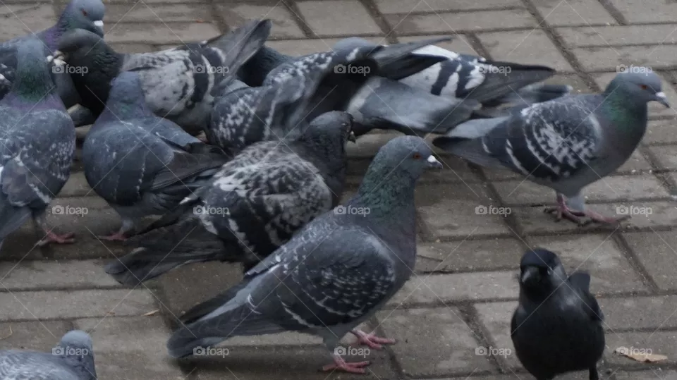 bird