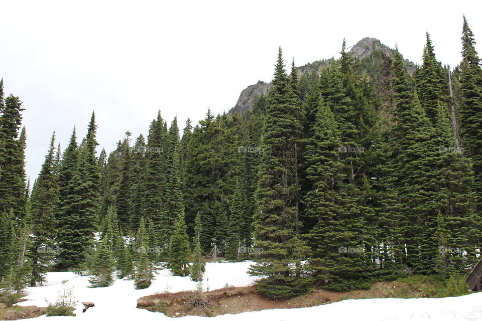 snow forest