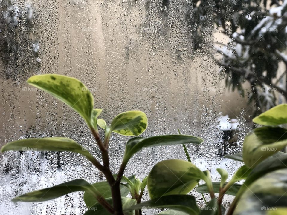 Peperomia in winter. The green story of growth and germination. Life is a constant struggle.