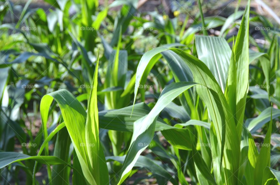 Corn plant leaf