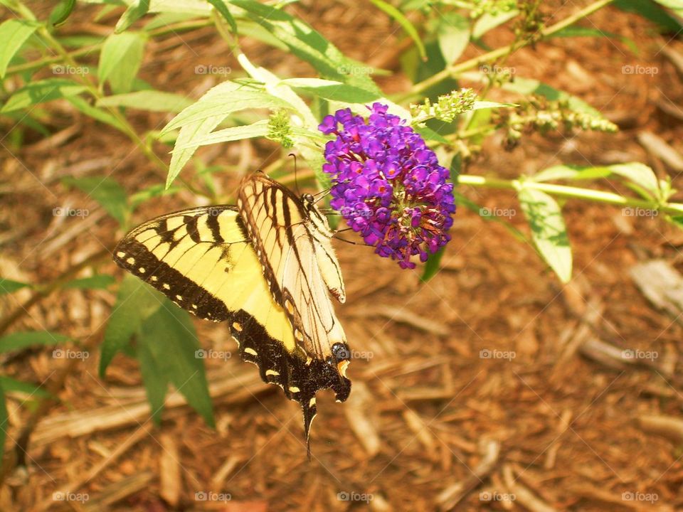 Yellow butterfly