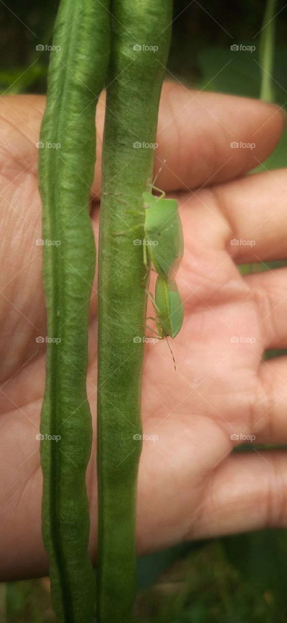 The pleasures that have been found