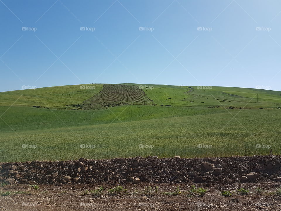 Nature _ Moroccan Fields