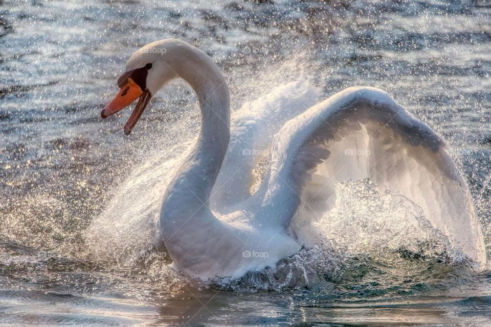 Swan in action