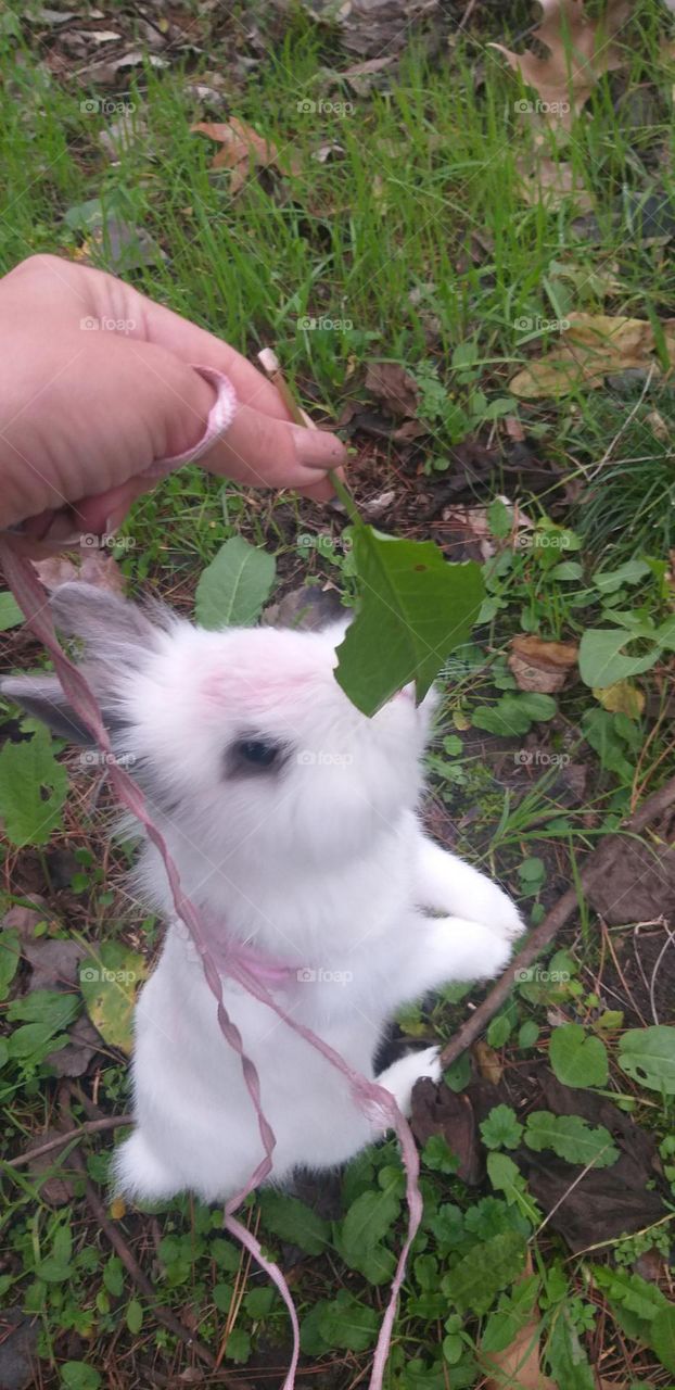 Playing with my bunny 🐰