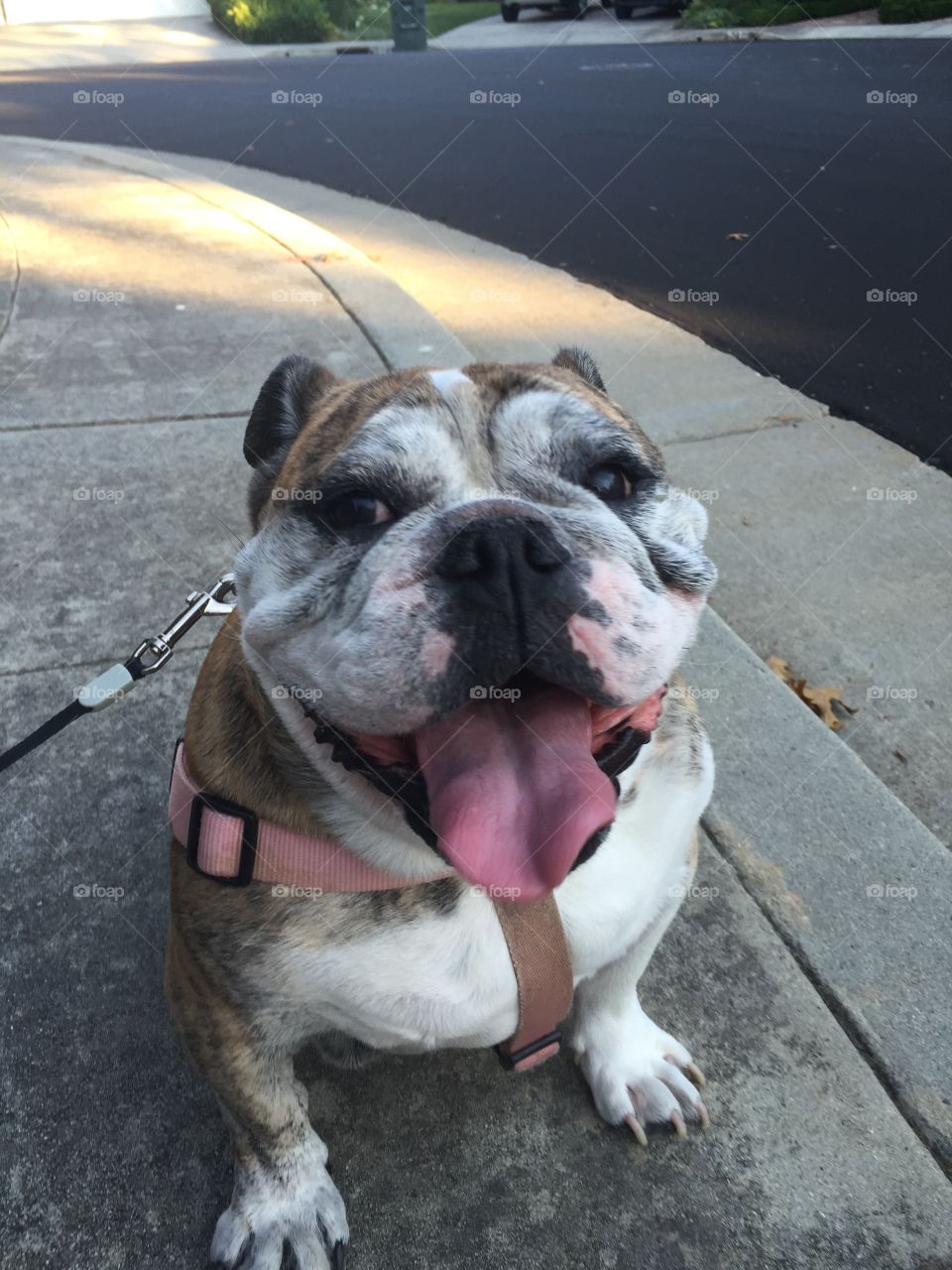 English bulldog with tongue 