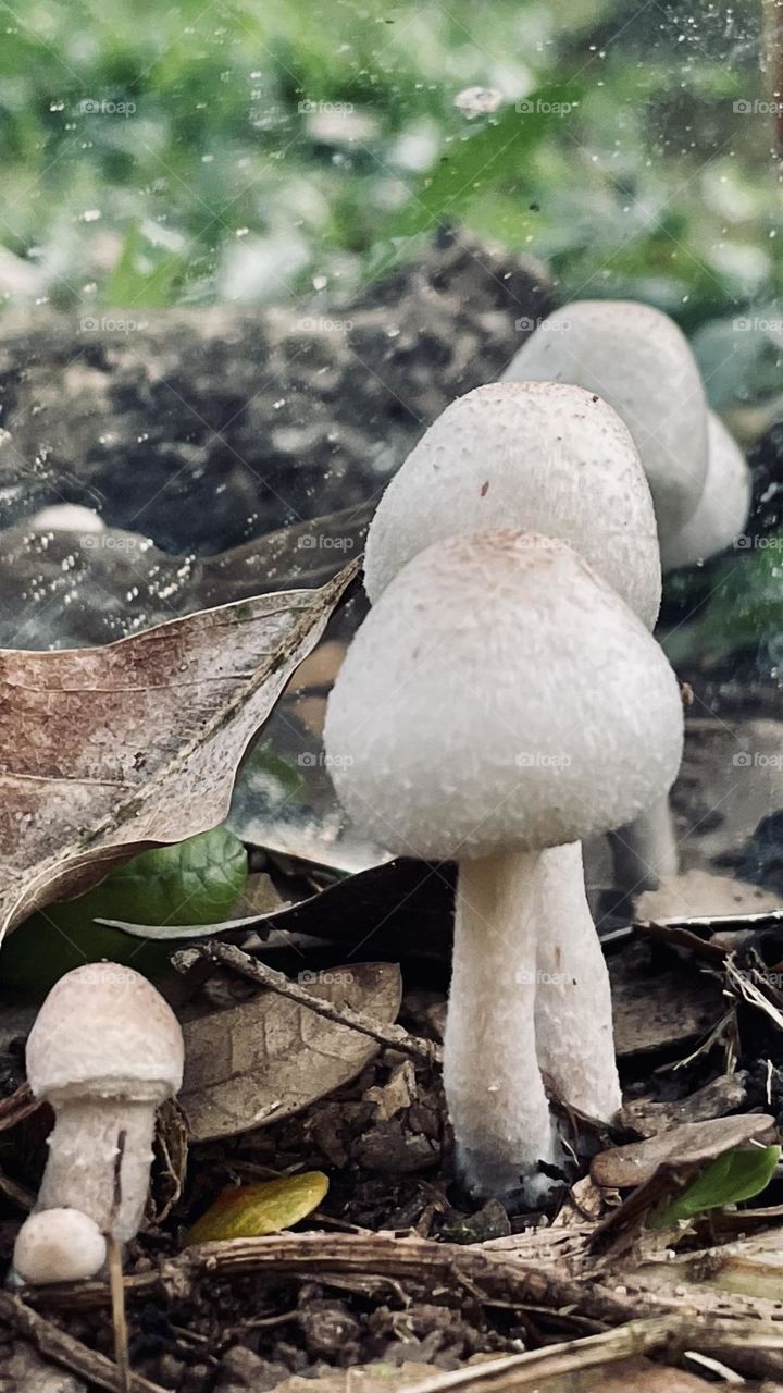 Fungus