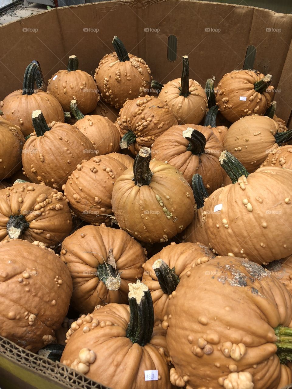 Farm stand pumpkins gourds 
