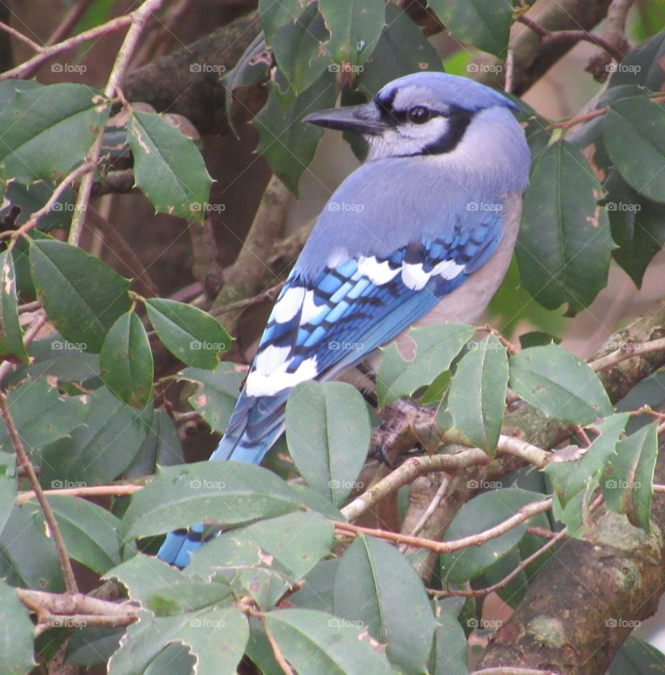 Blue Jay in a Holly tree in January of 2019