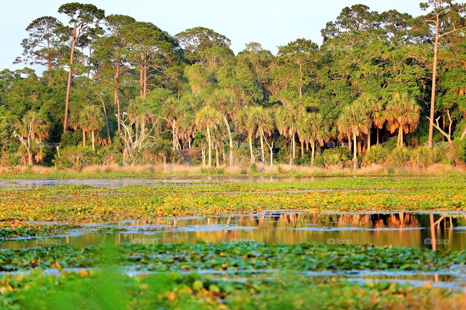 Searching for baby gators in water!. Beautiful jungles Florida home to many different size gators! We were on the look out for baby ones today!