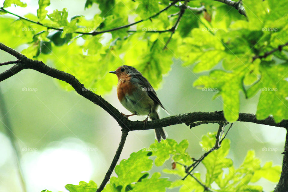 Animal, robin, small, branch, tree