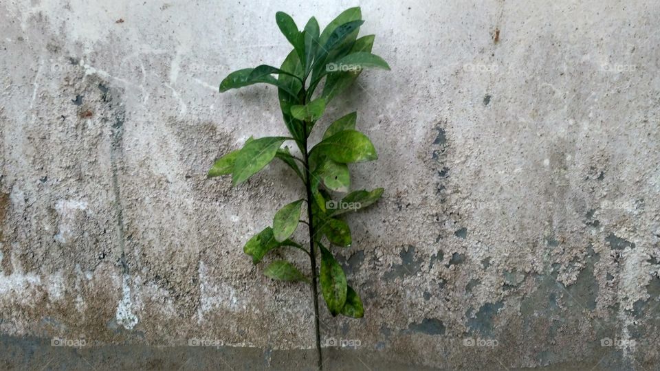 Plants and walls