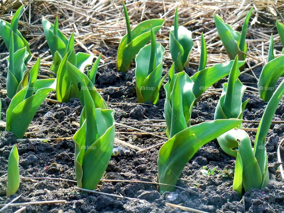 Tulips on its way up