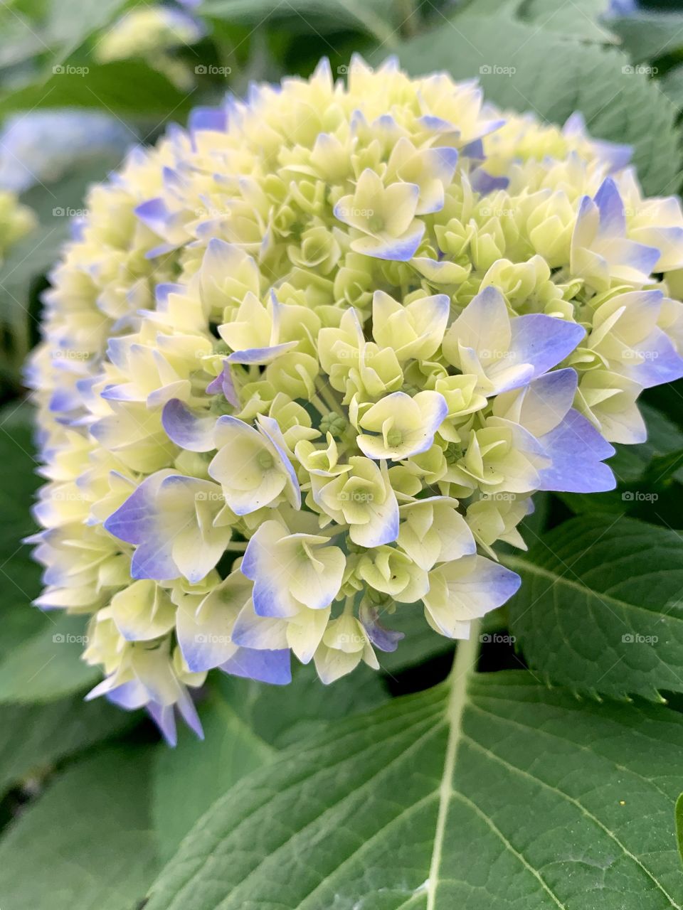 Isolated view of a Hydrangea flower head and leaves