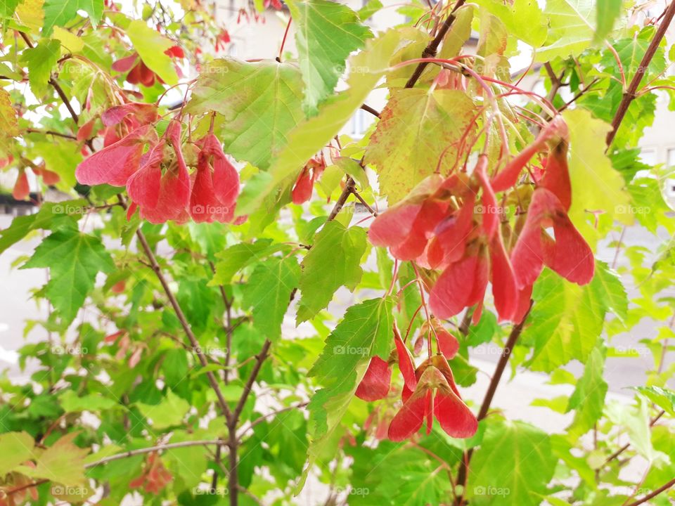 Colorful leafs and seeds