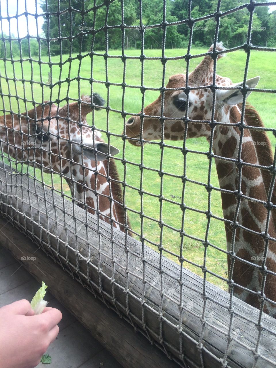 Giraffes at the zoo!